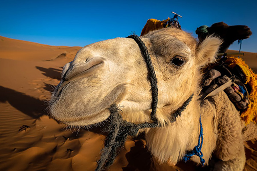 gamal - camel