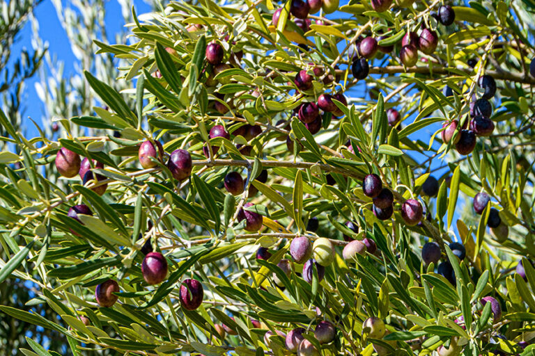 1423 • (z) PaleoHebrew Dictionary