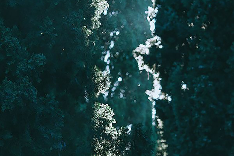 āb - thicket